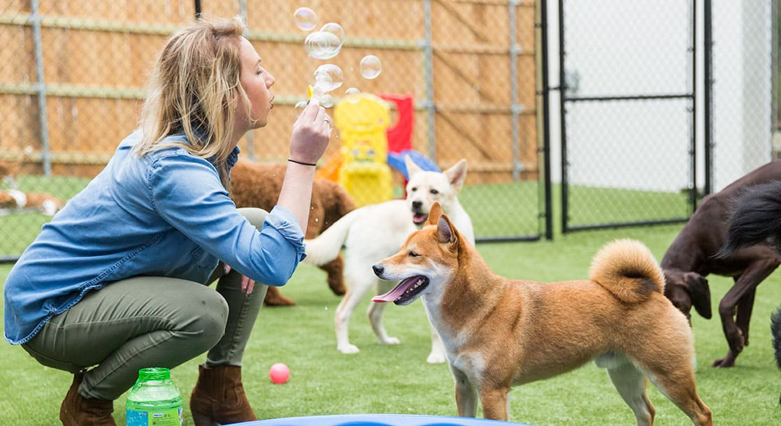 5 game indoor yang menyenangkan untuk dimainkan dengan anjing Anda