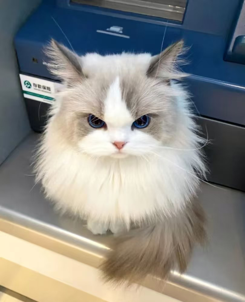 Mengapa kucing memiliki kegemaran untuk tempat -tempat tinggi?