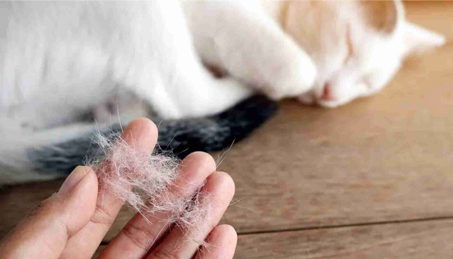 Mengapa kucing saya sangat menumpahkan?