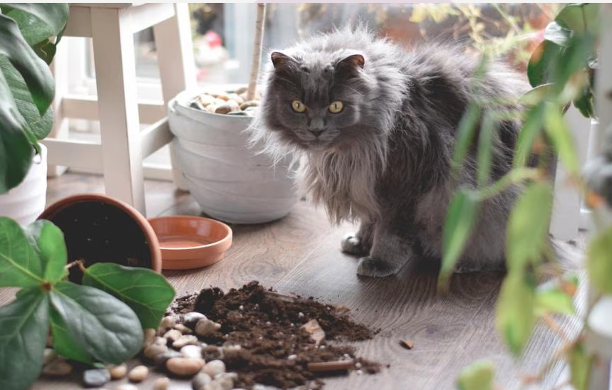 Mengapa kucing menjatuhkan segalanya dari meja (dan apa yang sebenarnya mereka pikirkan)