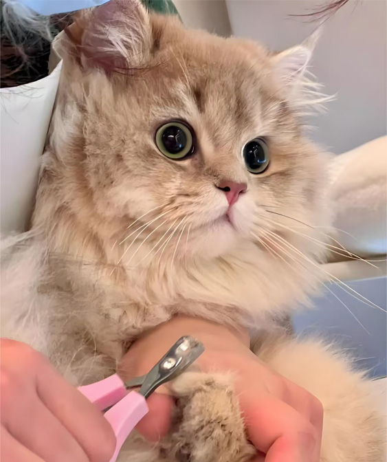 Produk Perawatan Kucing: Menjaga Kitty Anda Bersih Dan Nyaman