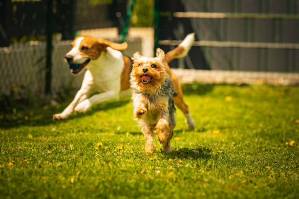 Tips Cerdas untuk Jalan -jalan anjing yang sukses: Latih anak anjing Anda seperti pro