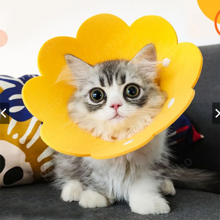 Pet Cone Elizabeth merasakan pelindung pemulihan anjing Kerah kucing